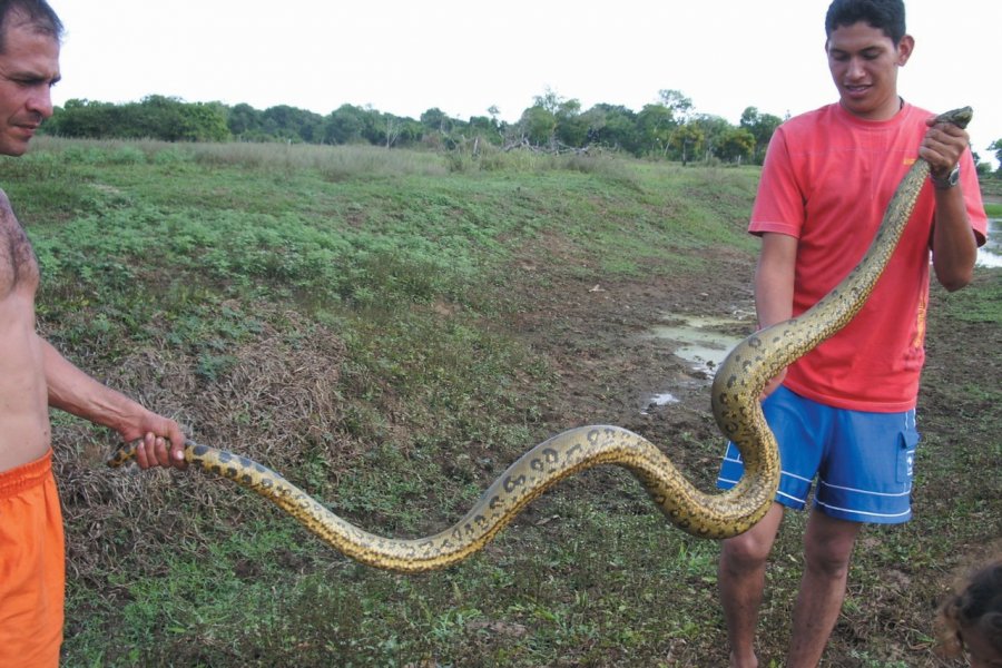 L'anaconda, puissant contorsionniste des plaines ! Laurent BOSCHERO
