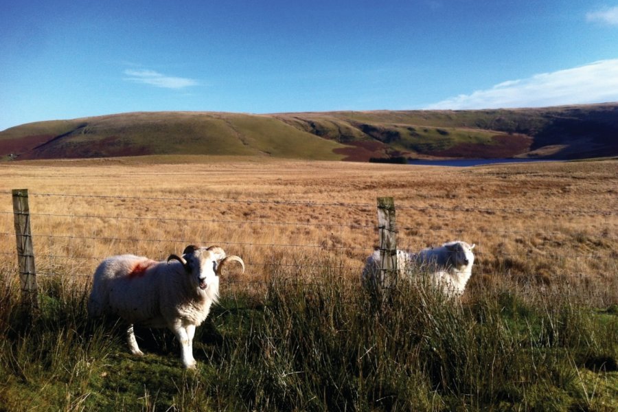 Elan Valley, 18 000 hectares de terre entre le centre du Pays de Galles et les monts Cambriens. Muriel PARENT