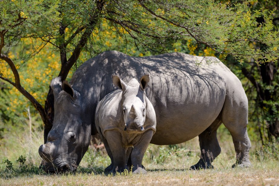 Rhinocéros blancs. mbrand85 - Shutterstock.com