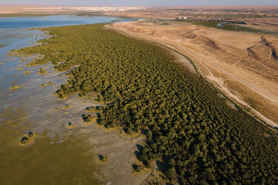Mangrove. Stefan Tomic - iStockphoto.coom