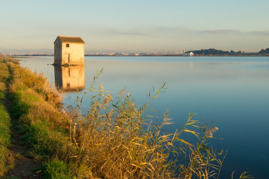 Champ de riz inondé près de La Albufera. Olaf Speier - Shutterstock.com