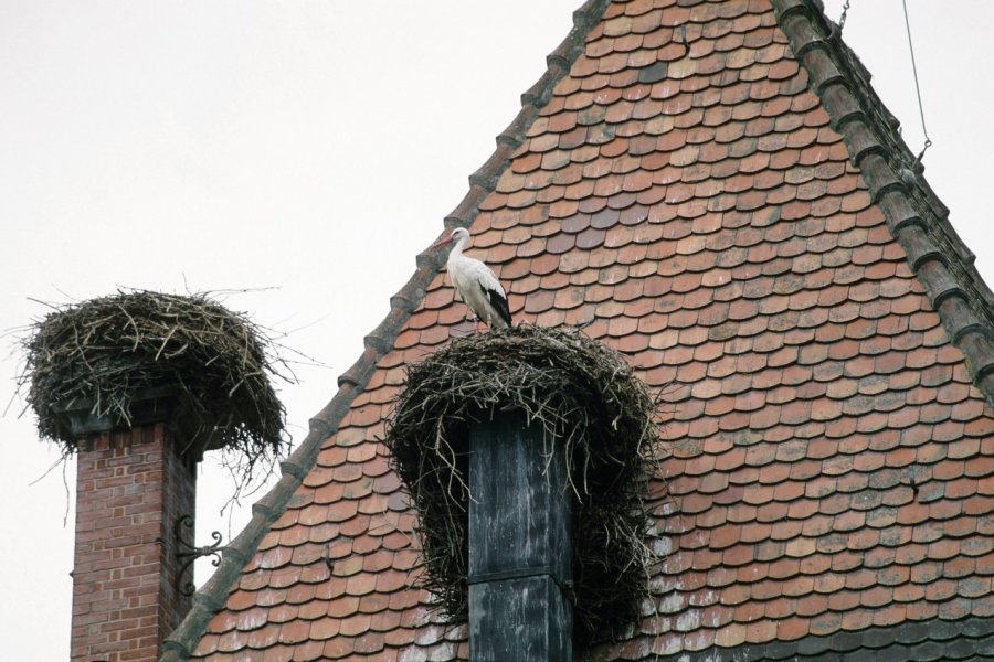 Cigogne nichant sur les toits de Munster Irène ALASTRUEY - Author's Image
