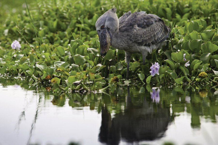 Bec-en-sabot dans les marais de Mabamba. Apuuli WORLD - Fotolia