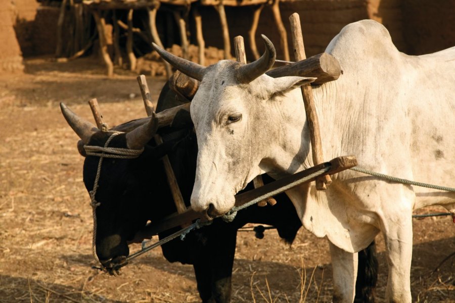 Boeufs dans les champs de Wa. LindasPhotography - iStockphoto.com