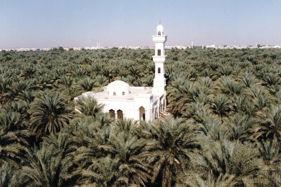 Mosquée entourée de palmiers. Abu Dhabi Tourism Authority
