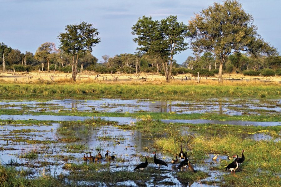 South Luangwa. Stefanie van der vin - Fotolia