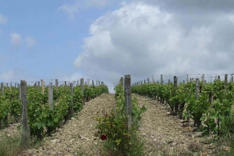 Les vignes de Pouilly. Laëtitia STEIMETZ