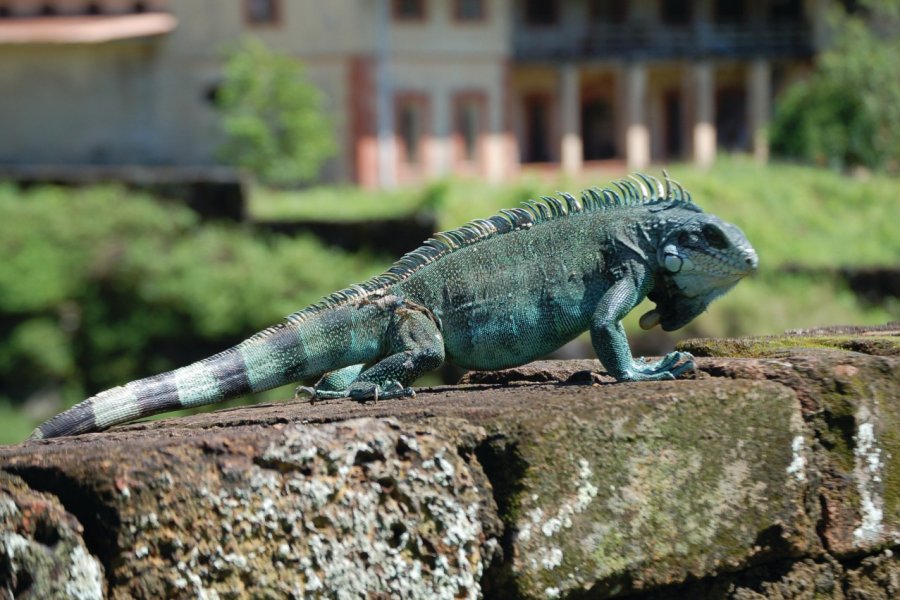 Iguane des îles du Salut. Mathieu DELMER