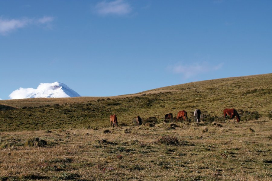 Paysage de paramo sur fond de volcan Cotopaxi. Stéphan SZEREMETA