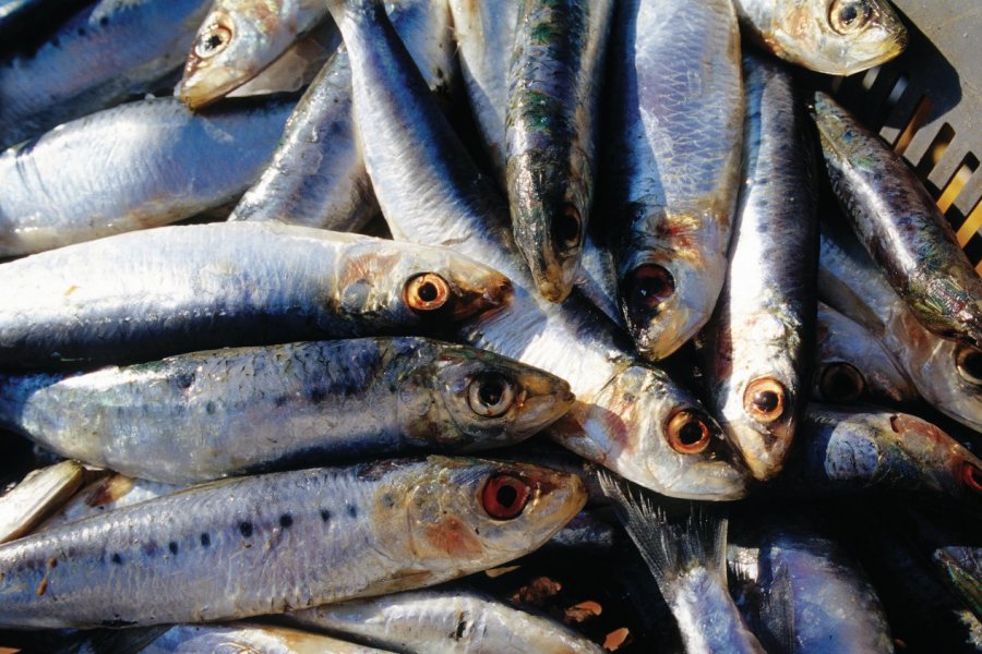 Sardines au port de Saint-Cyprien Nicolas Rung - Author's Image