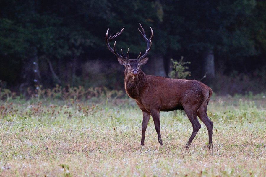 Cerf pris en forêt de Chambord en période de brame. Photo0726 - iStockphoto