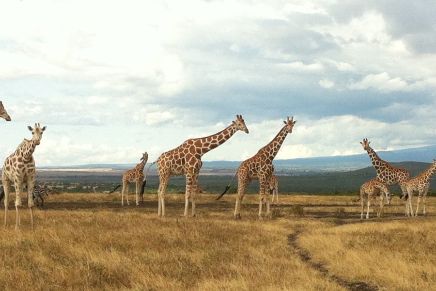 Marche avec les nombreuses girafes. Camille ESMIEU