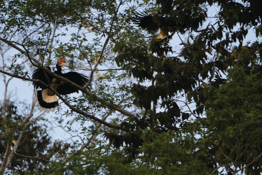 Calao rhinocéros dans la forêt en bordure de rivière Kinabatangan Stéphan SZEREMETA