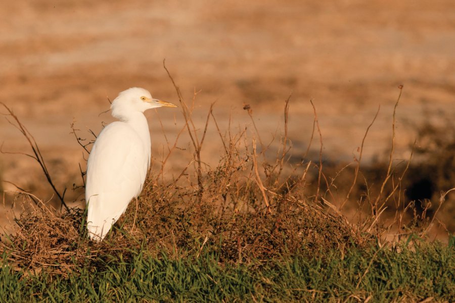 Observation des oiseaux, Parc naturel du Delta de l'Ebre. Iliuta Goean - iStockphoto.com