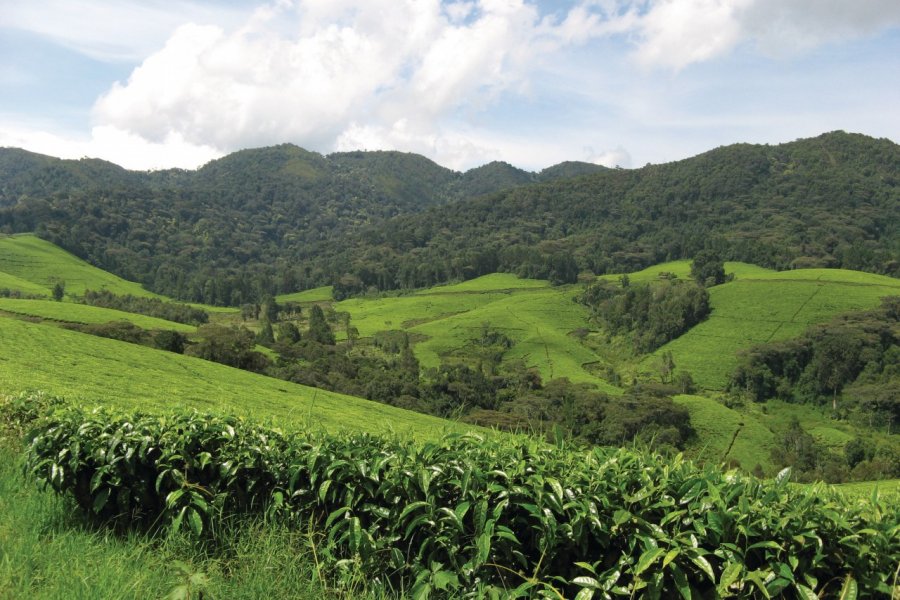 La rencontre de la Kibira et des champs de thé à Teza. Nano GATIN