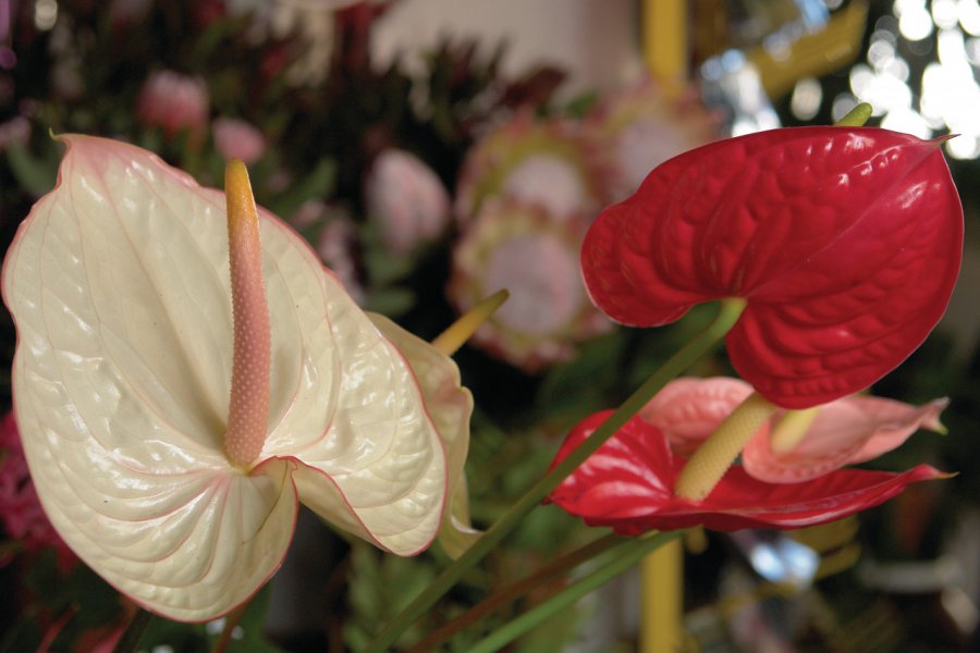 Mercado dos Lavradores, fleur de flamand (Anthurium). Sébastien Cailleux