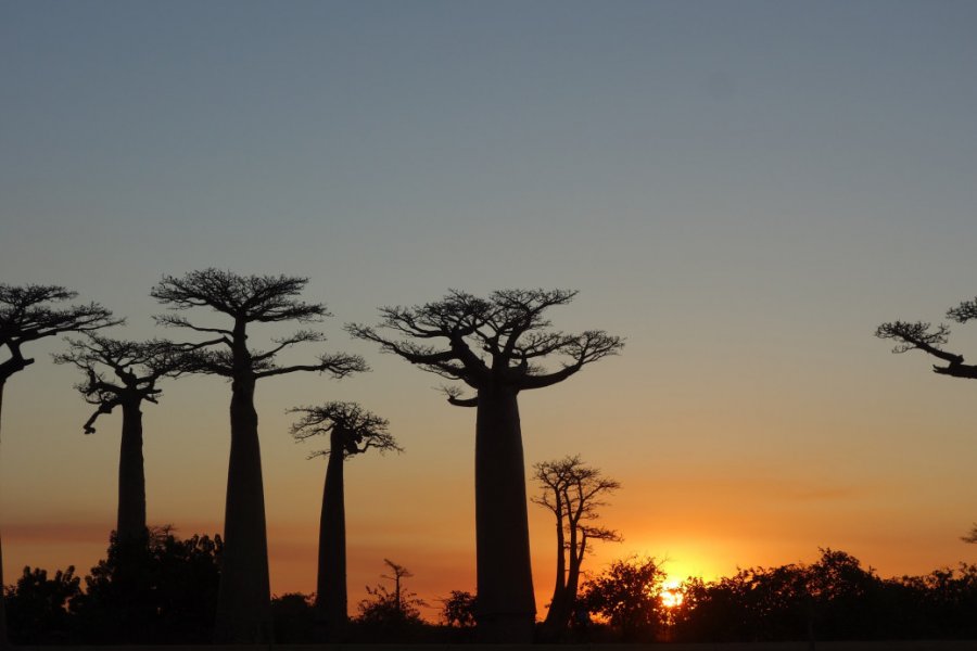 Allée des baobabs. Sophie ROCHERIEUX