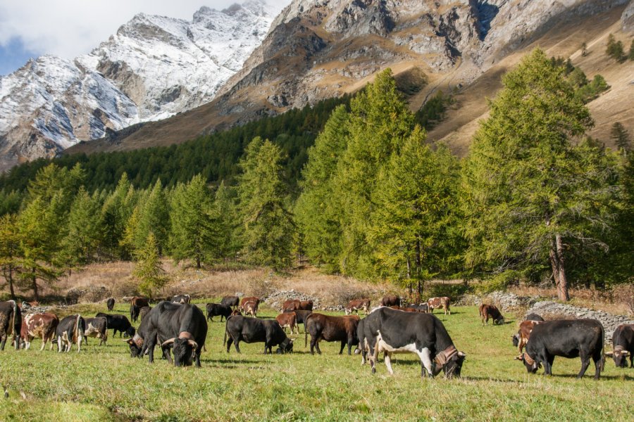 Vallée de Rhemes. Antonio Petrone - Shutterstock.com