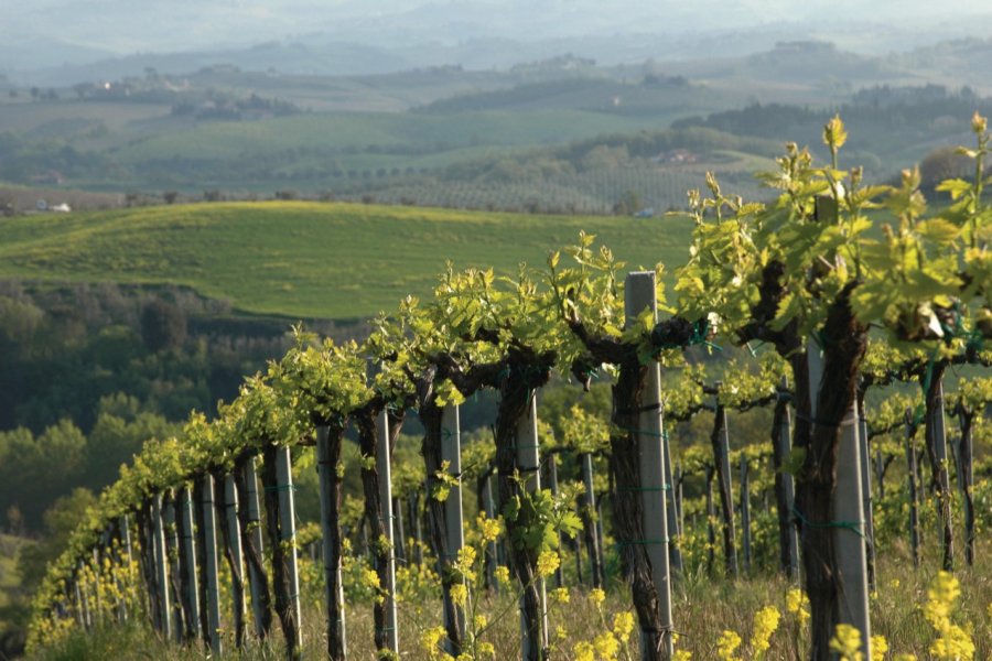 Vignes à San Gimignano. Picsofitalia.com