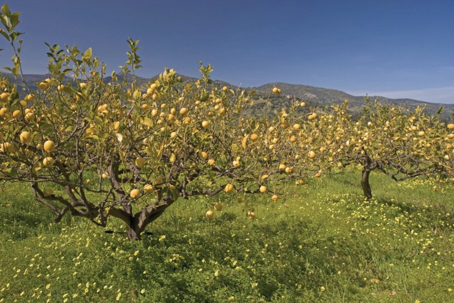 Citronniers dans le parc naturel protégé des Madonie. S. Remain - Iconotec