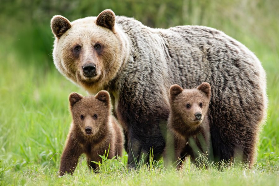 Ourse avec ses petits. WildMedia - Shutterstock.com