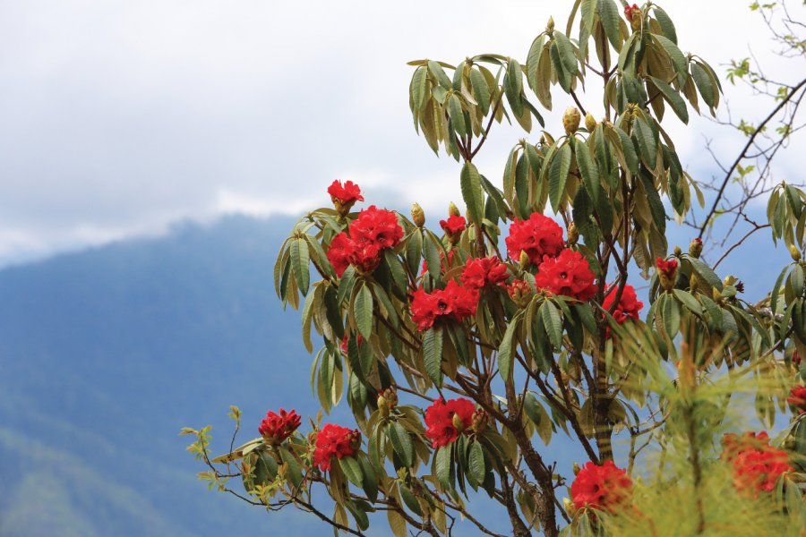 Rhododendrons. JordiStock - Shutterstock.com