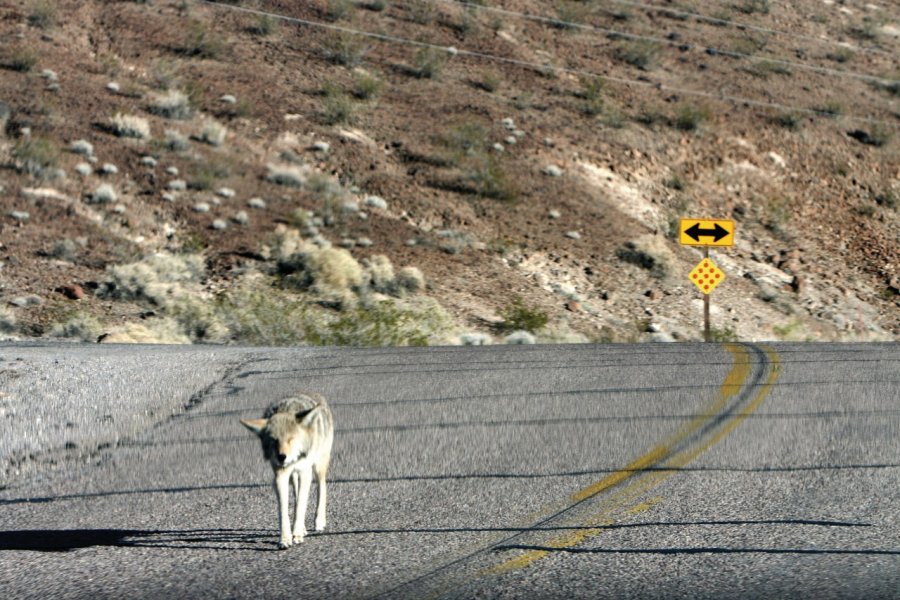 Coyote. Stéphan SZEREMETA