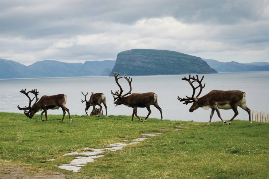 Troupeau de rennes à Hammerfest. TheDoe - iStockphoto