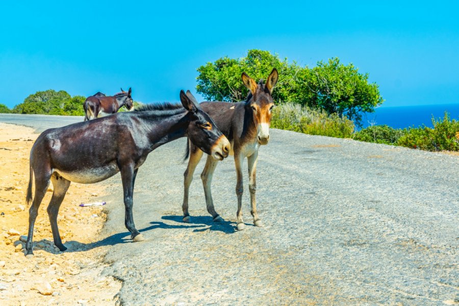 Ânes dans le parc national de Karpas. trabantos - shutterstock.com