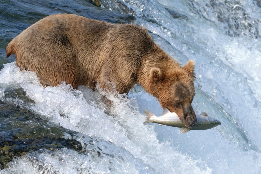 Ours du Katmai National Park. mit4711 - iStockphoto.com