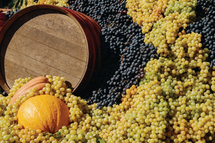 Les vendanges en Toscane. lcodacci - iStockphoto.com