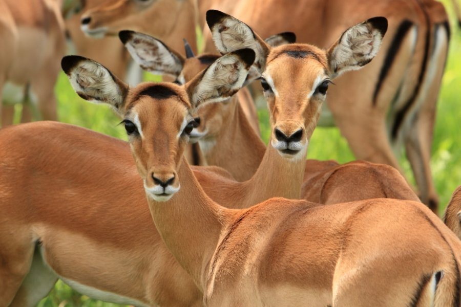 Mikumi National Park. Grant Clow / Shutterstock.com