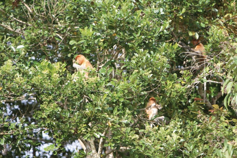 Singes nasiques dans la forêt le long de la rivière Kinabatangan Stéphan SZEREMETA