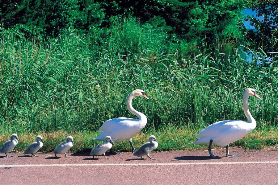 Famille de cygnes Thierry Lauzun - Iconotec