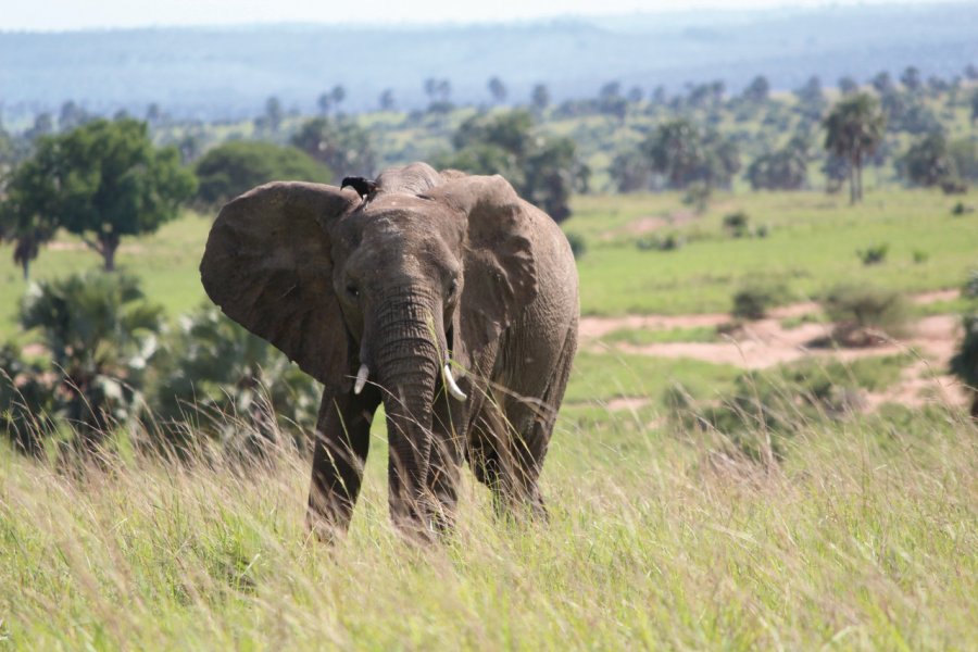 Parc national de Murchison Falls. Abdesslam Benzitouni