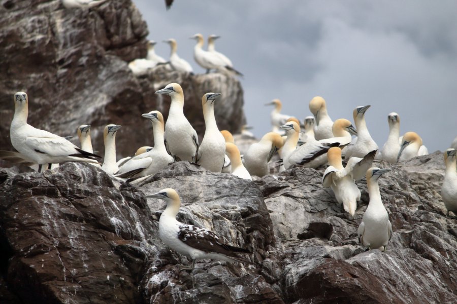 Fous de Bassan sur l'île de Bass Rock. thomascanss - Shutterstock.com