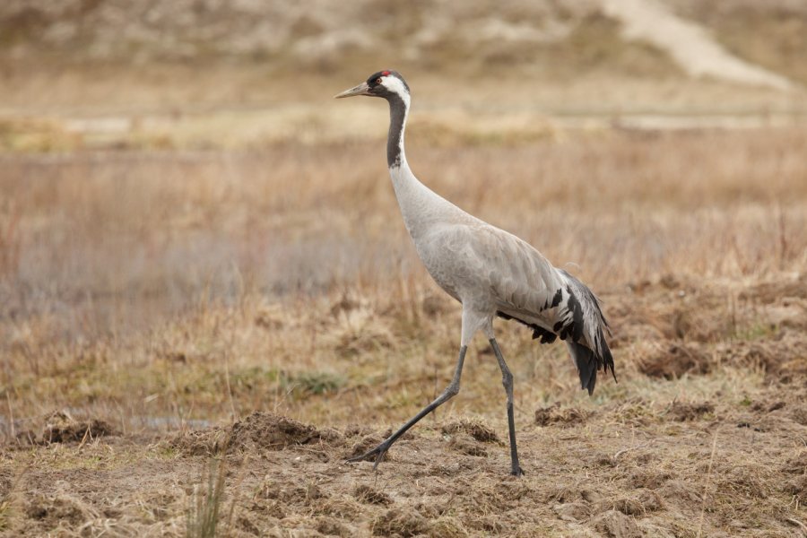 Grue dans le parc du Marquenterre. stshank - Shutterstock.com