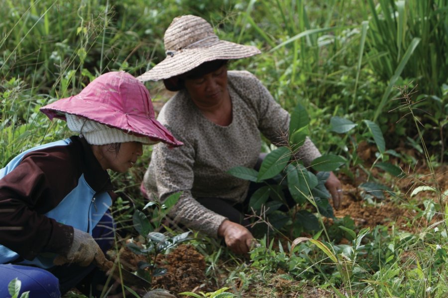 Plantation de nouveaux plans de thé à la Sabah Tea Plantation Stéphan SZEREMETA