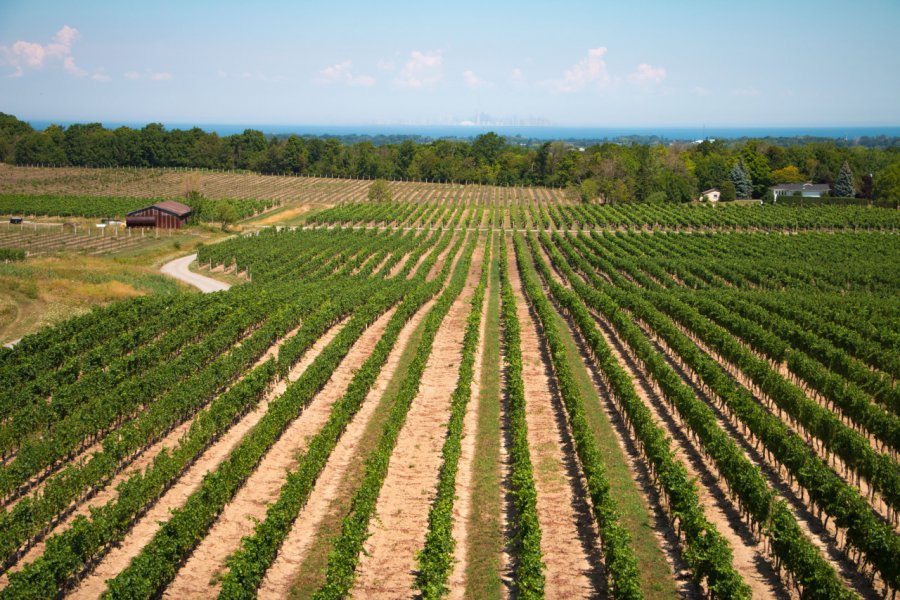 Vignes près de Toronto. Castle City Creative - shutterstock.com