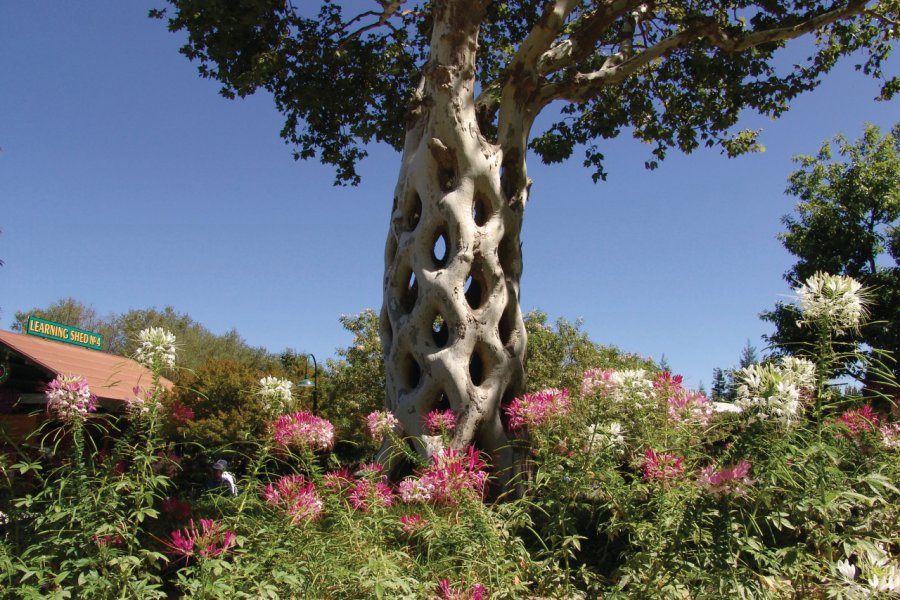 Arbre insolite de Gilroy. Hatcher2001 - iStockphoto