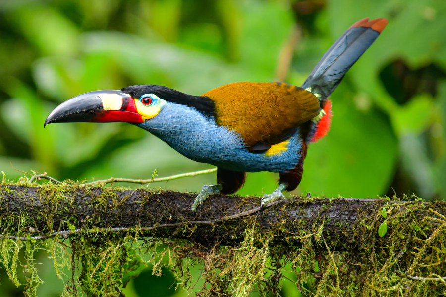 Toucan montagnard dans la vallée de Mindo. Miguel Lincango - Shutterstock.com