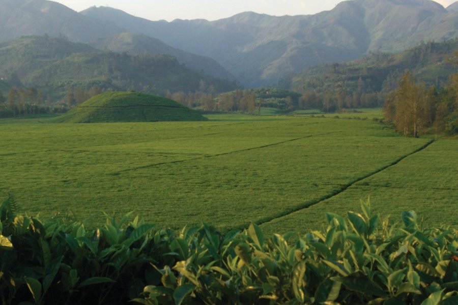 Plantations de thé à Buhoro. Christine DESLAURIER
