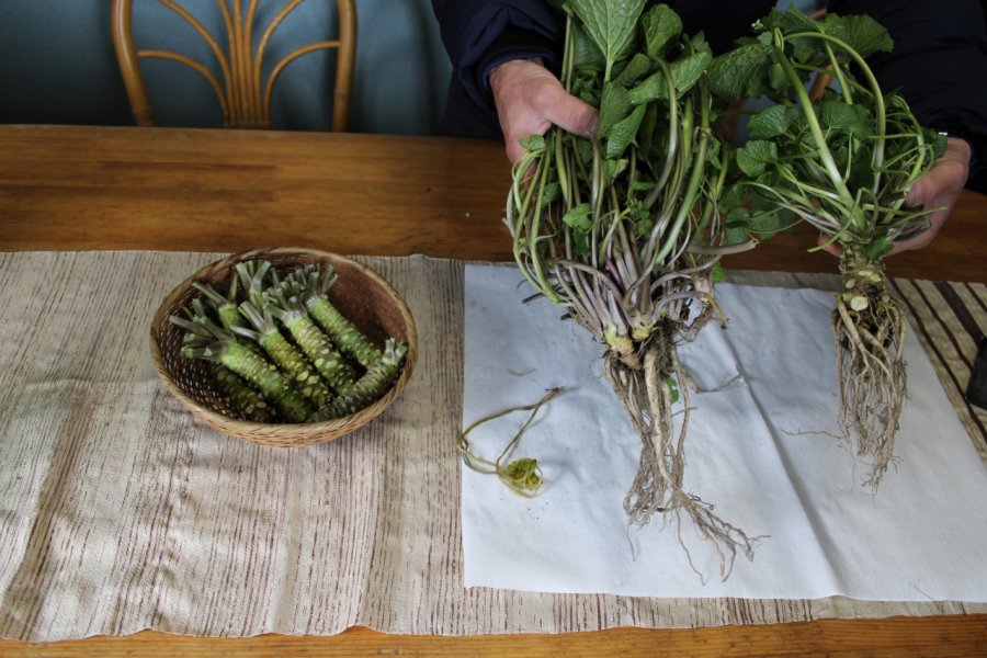 Plante de wasabi fraichement cueilli. Mathieu BARON