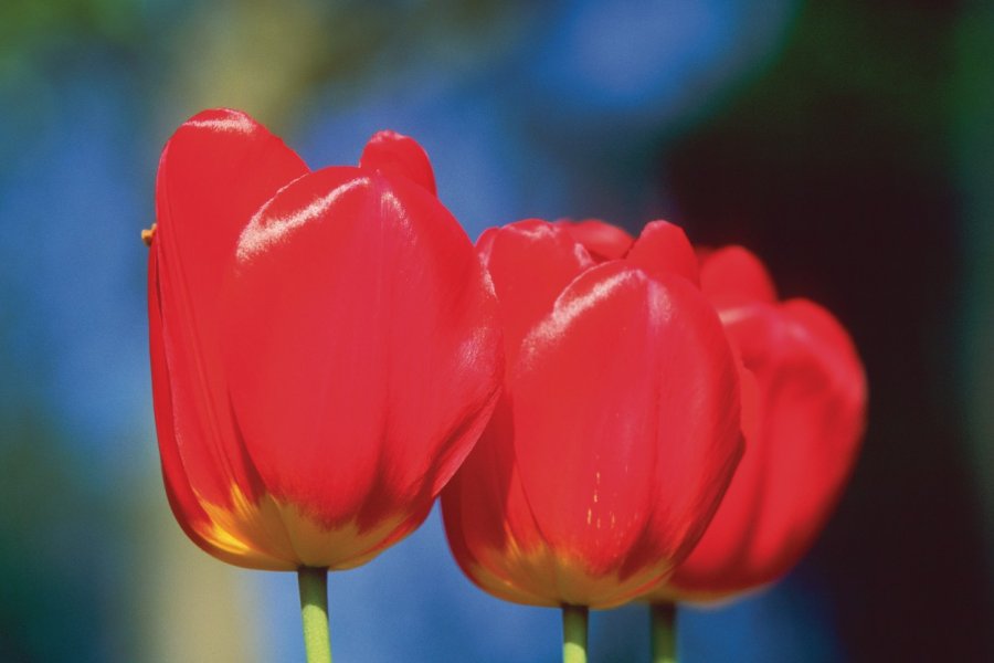 Les Pays-Bas, premier pays producteur de tulipes. (© Author's Image))