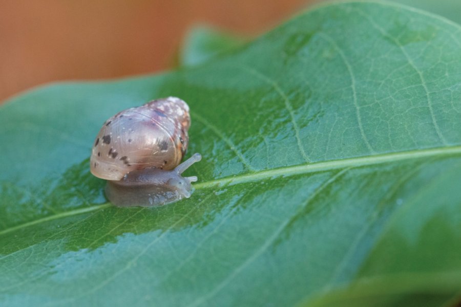 Mini escargot. Magali Couaillet