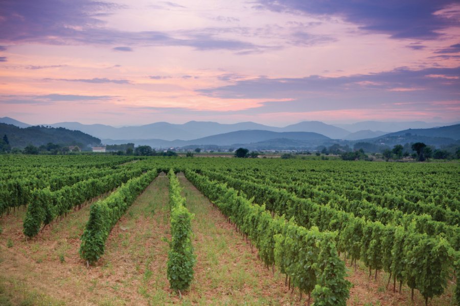 Vignes. espiegle -IstockPhoto.com