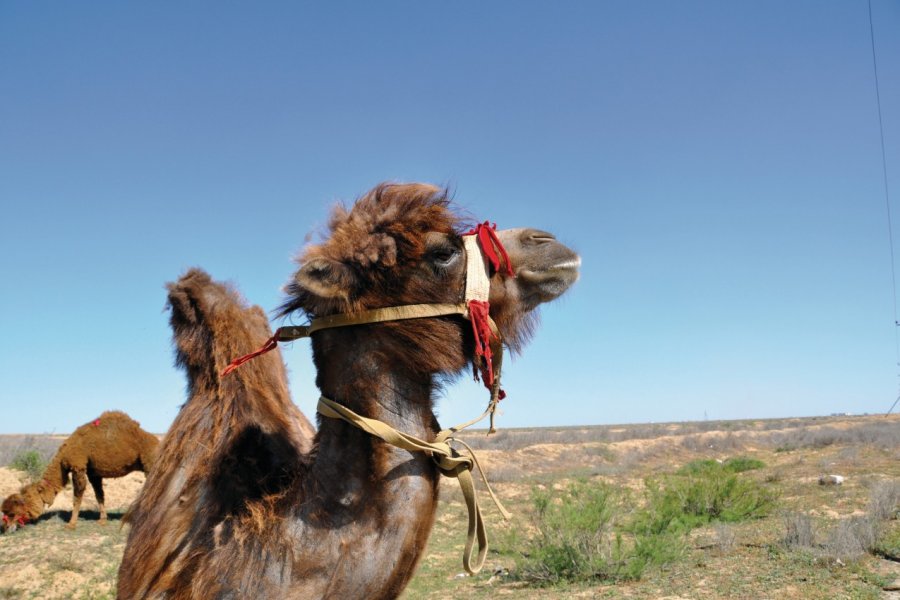 Dromadaire dans les environs d'Atyrau. stockmateapp - Fotolia