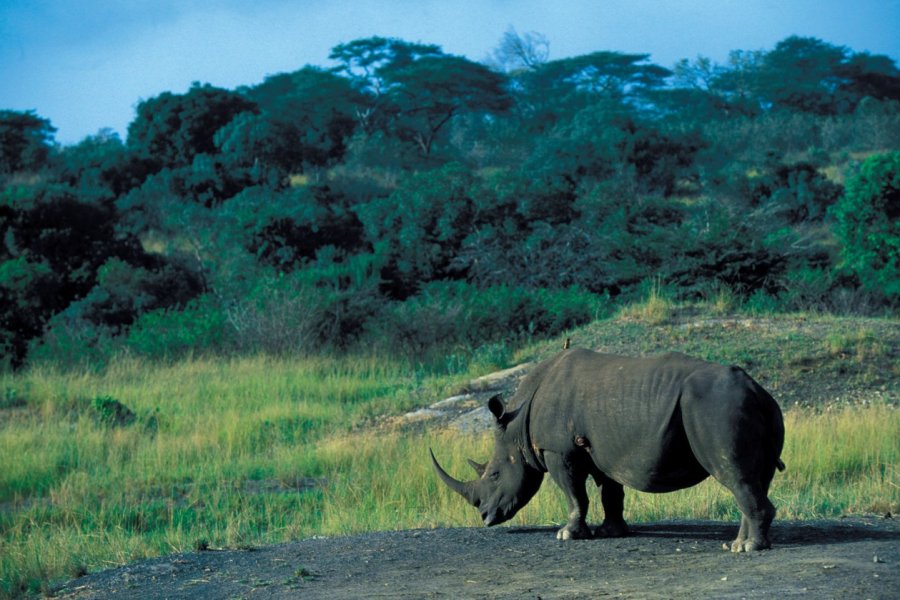 Rhinocéros blanc dans la réserve de Hluhluwe. Cali - Iconotec