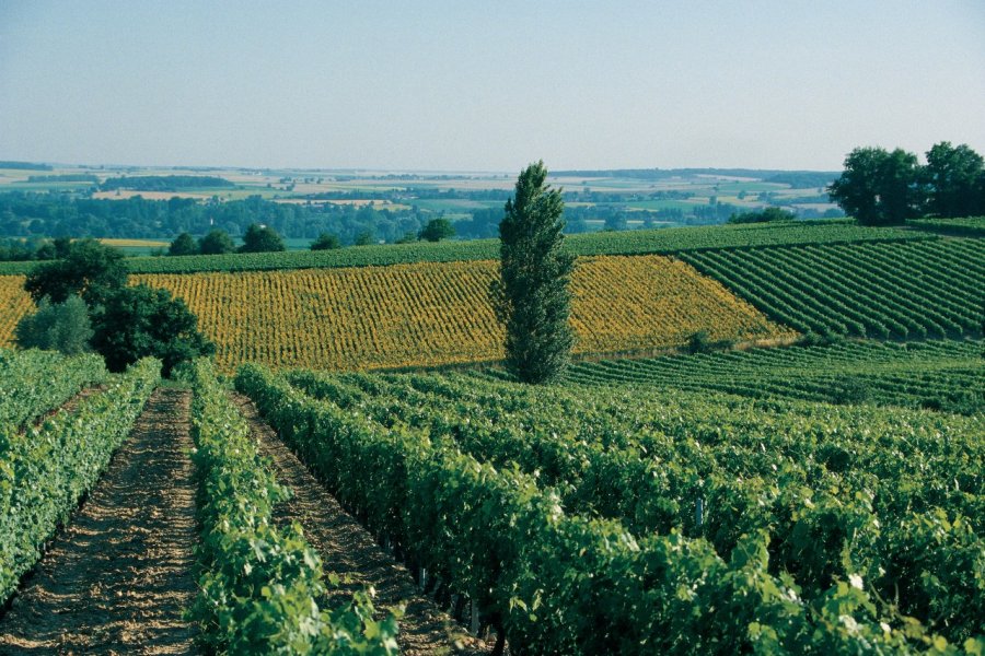 Paysage de vigne et de champs près de Chinon MARC JAUNEAUD - ICONOTEC