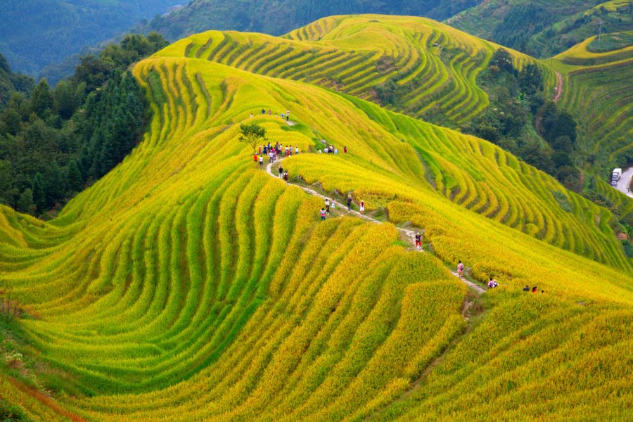 Les rizières de Longsheng. Fedor Selivanov - Shutterstock.com
